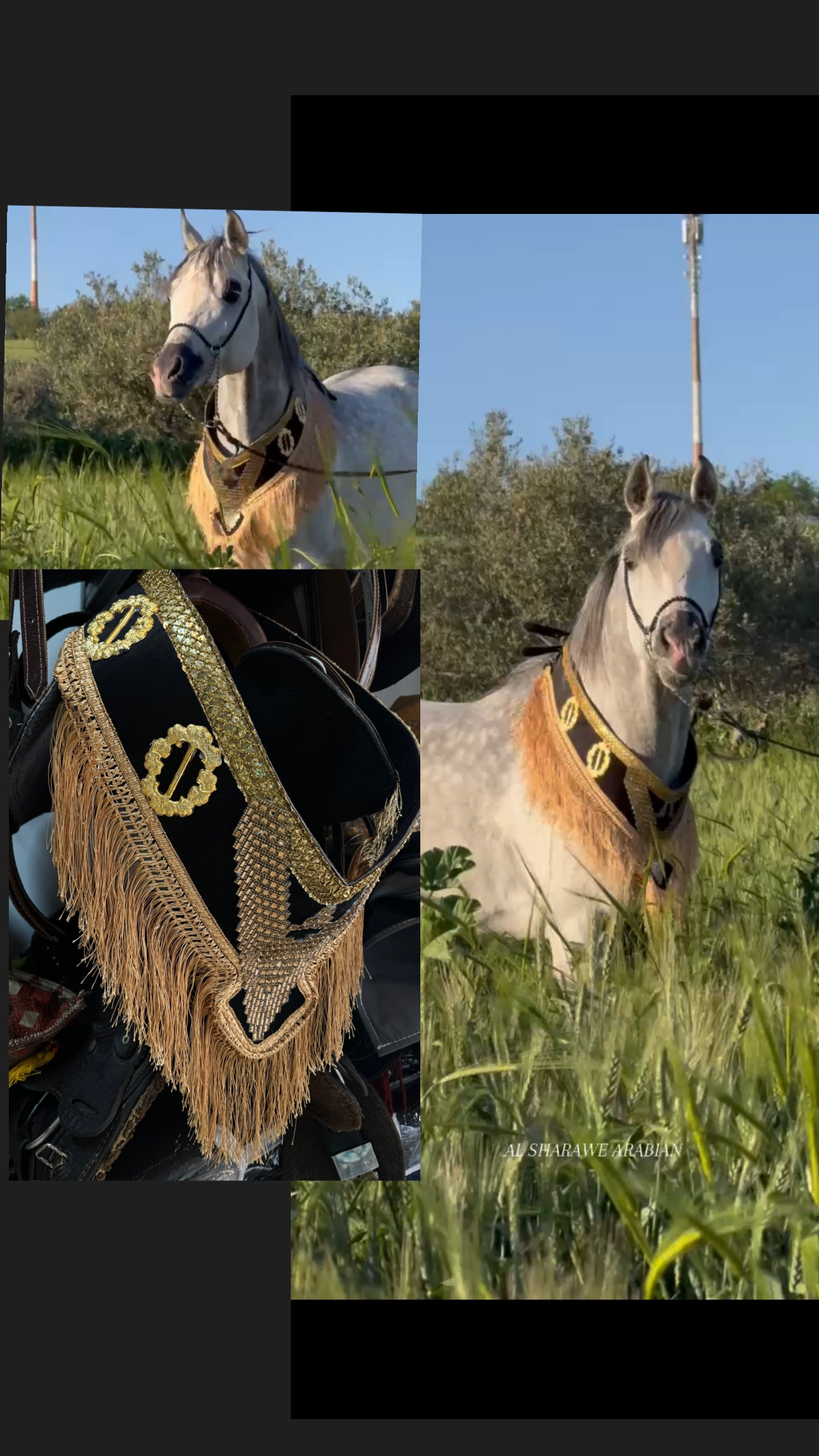 صداري الجمال (تتويج)