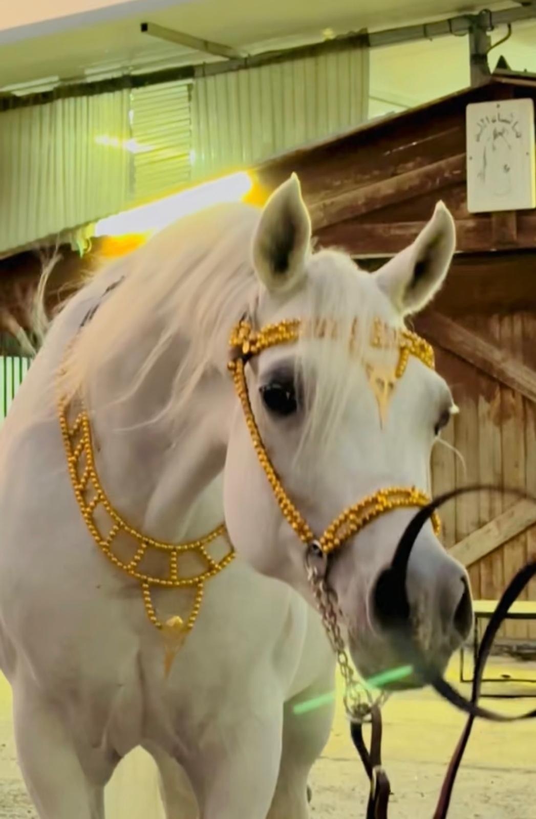 طقم جمال فاخر ذهبي (رشمة مع عقد الرقبة)  - صورة 2