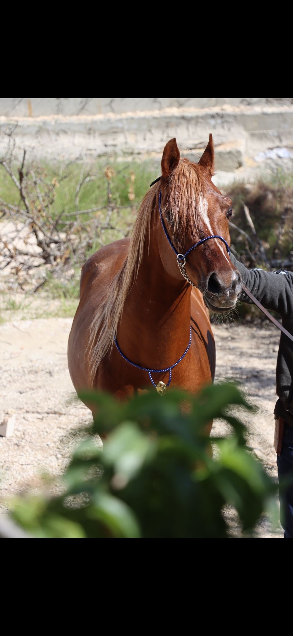 طقم جمال أزرق بدون شناف