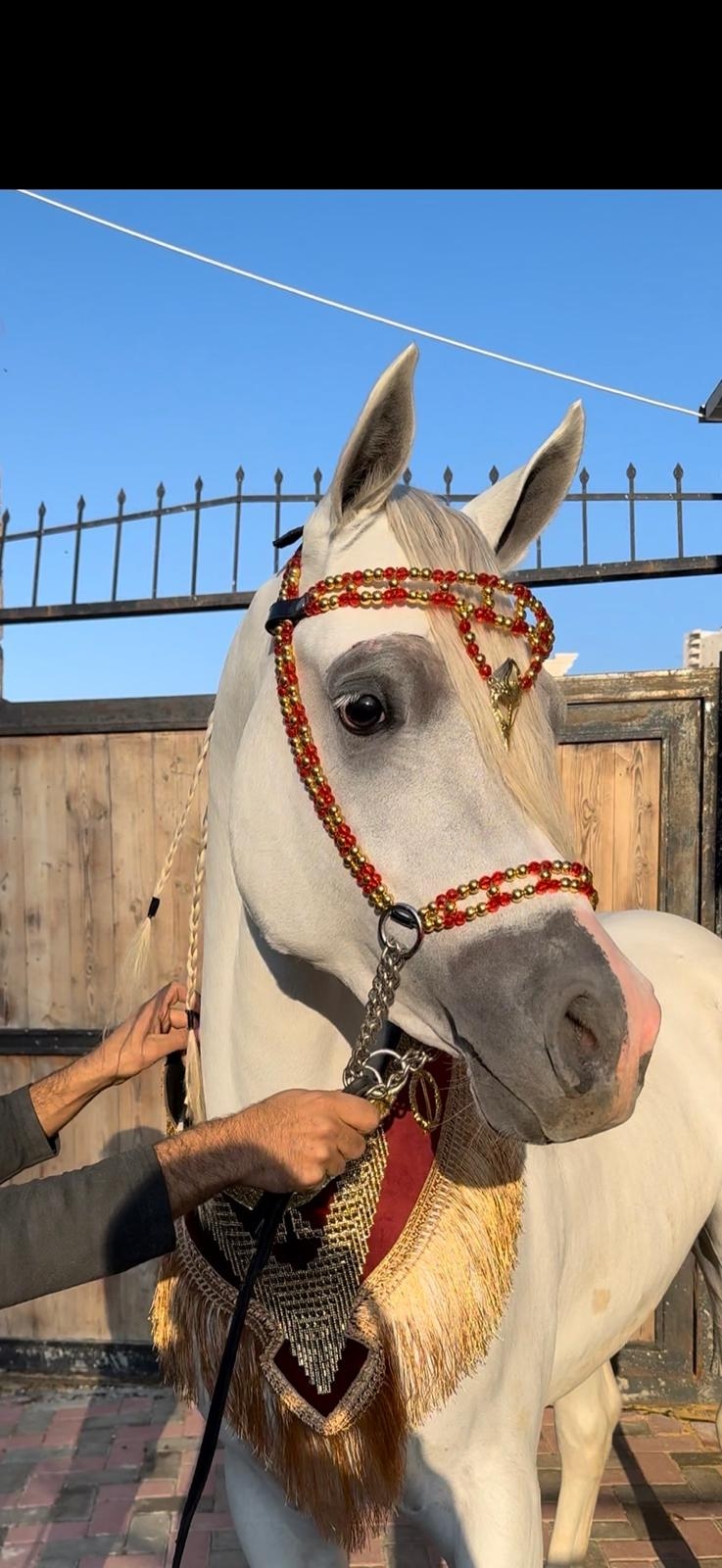 طقم جمال فاخر (رشمة مع عقد الرقبة)