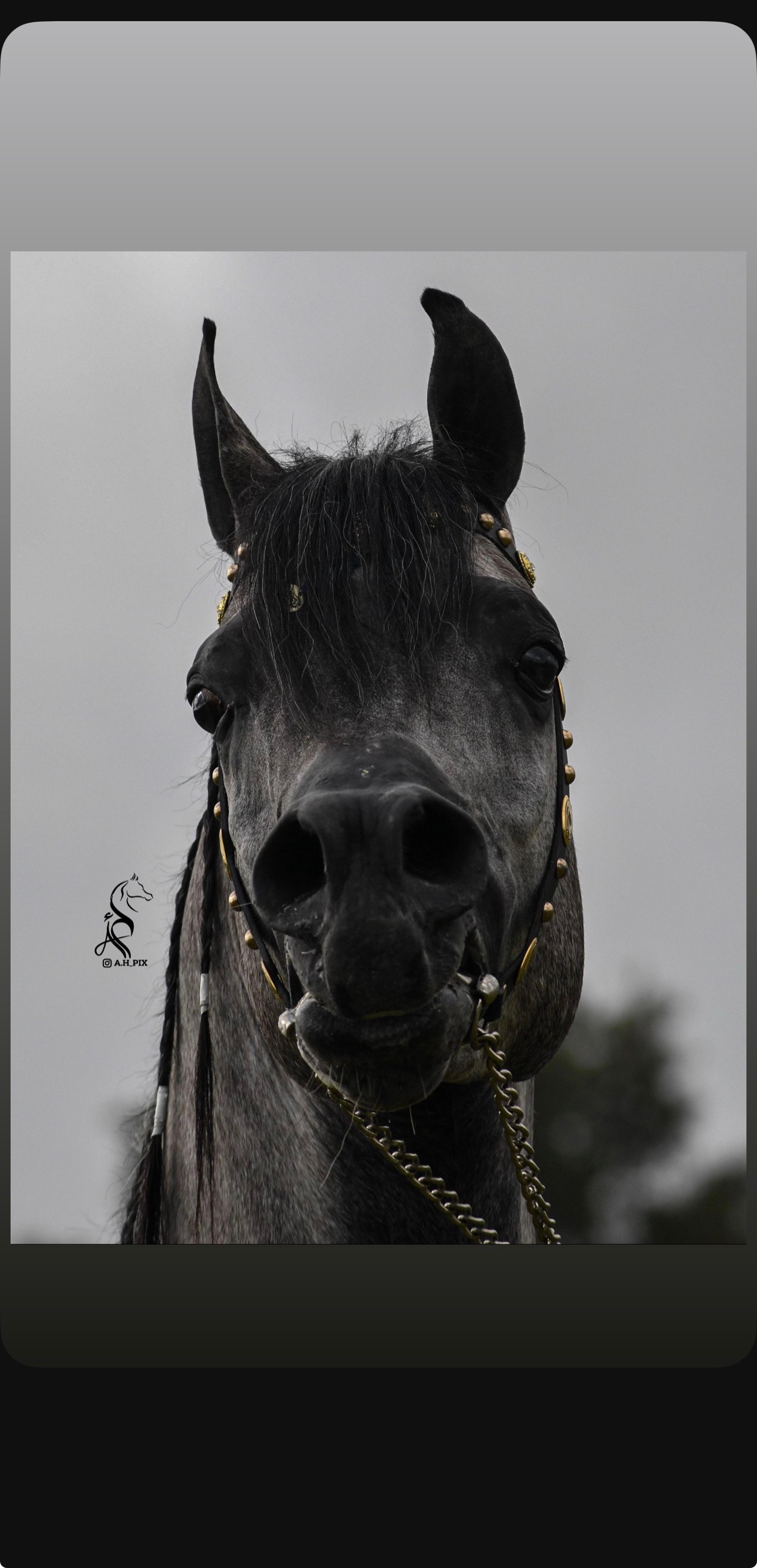 رشمة عروض - صورة 4