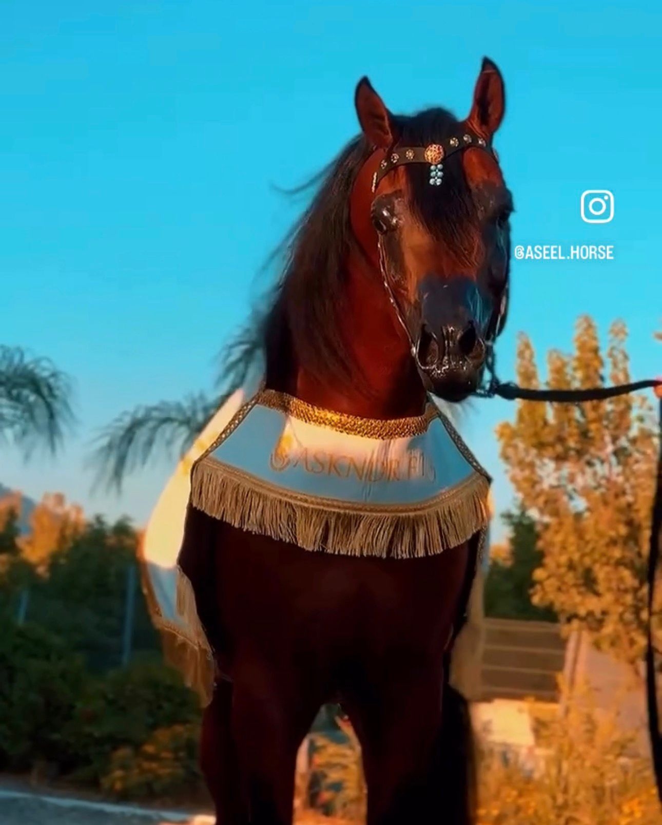 شلال عروض رقبة دائرية - صورة 4