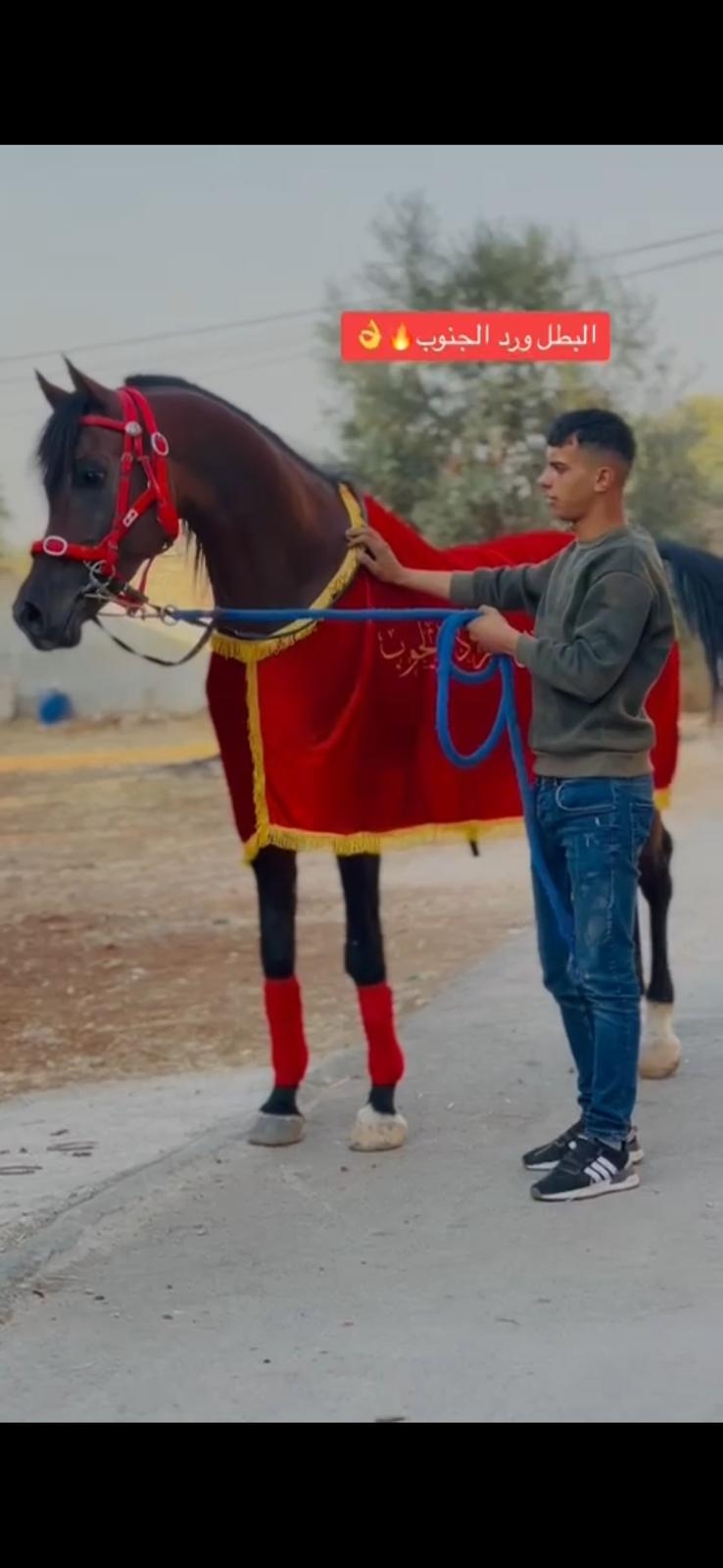 كوبان زينة صيفي