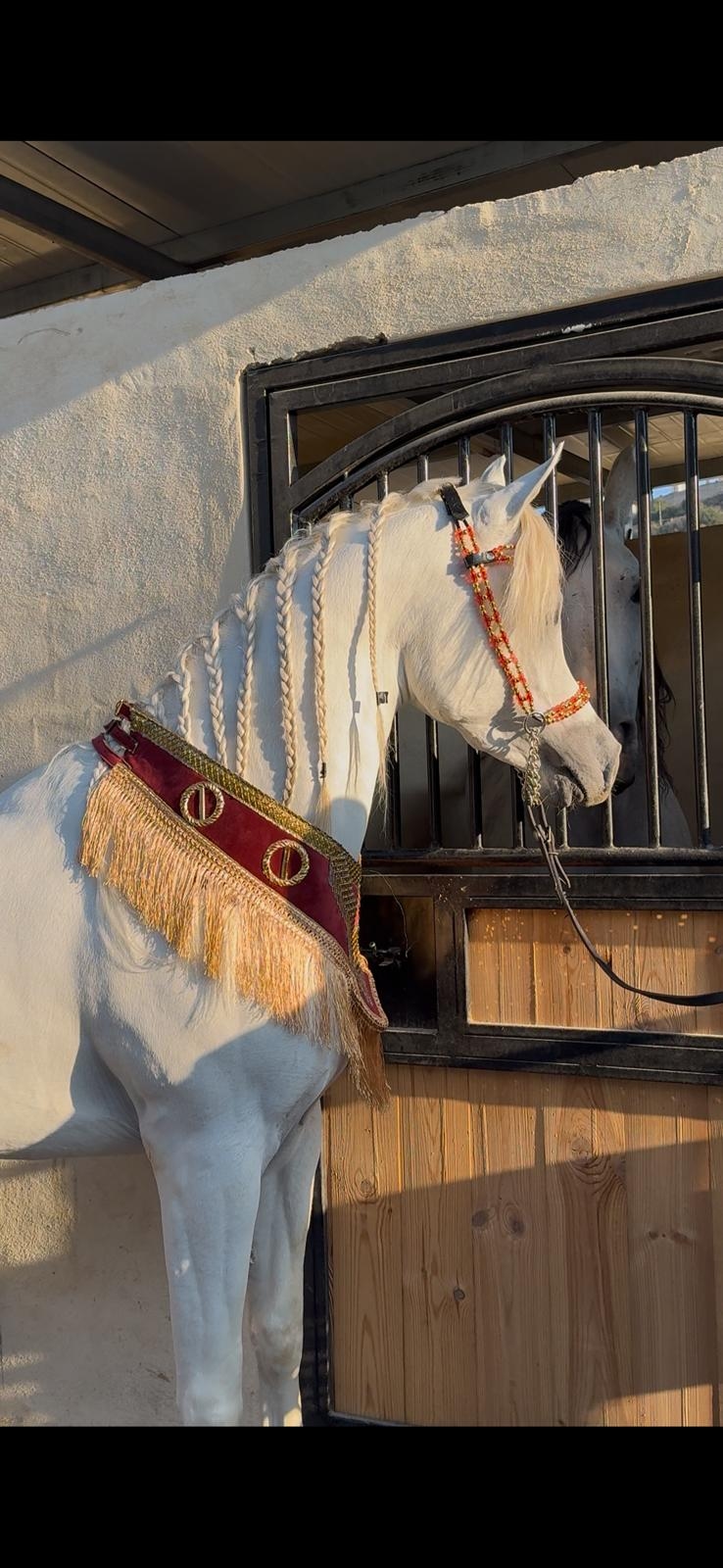 صداري الجمال (تتويج)