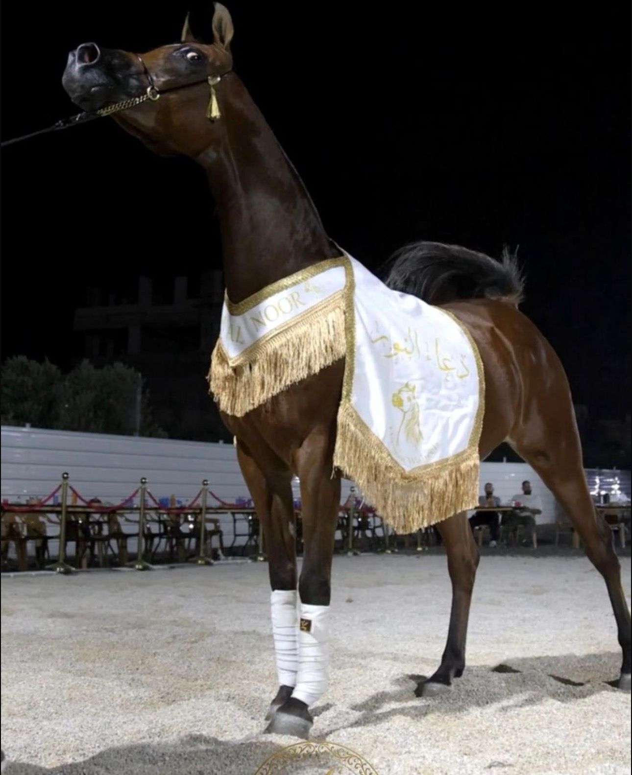 شلال عروض رقبة زاوية (٧) - صورة 5