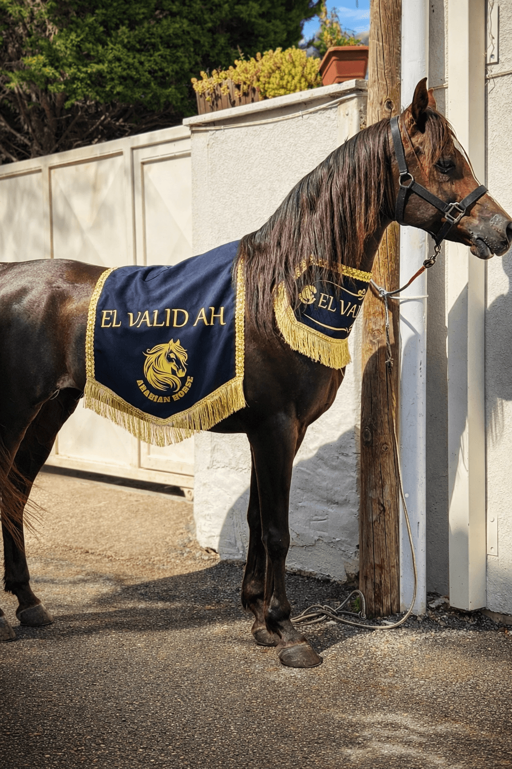 صدارية جمال