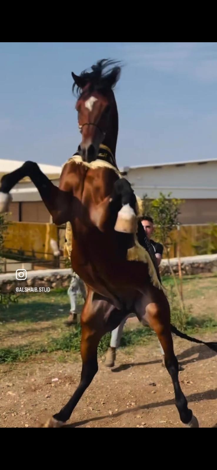 شلال عروض الجمال طويل - صورة 4