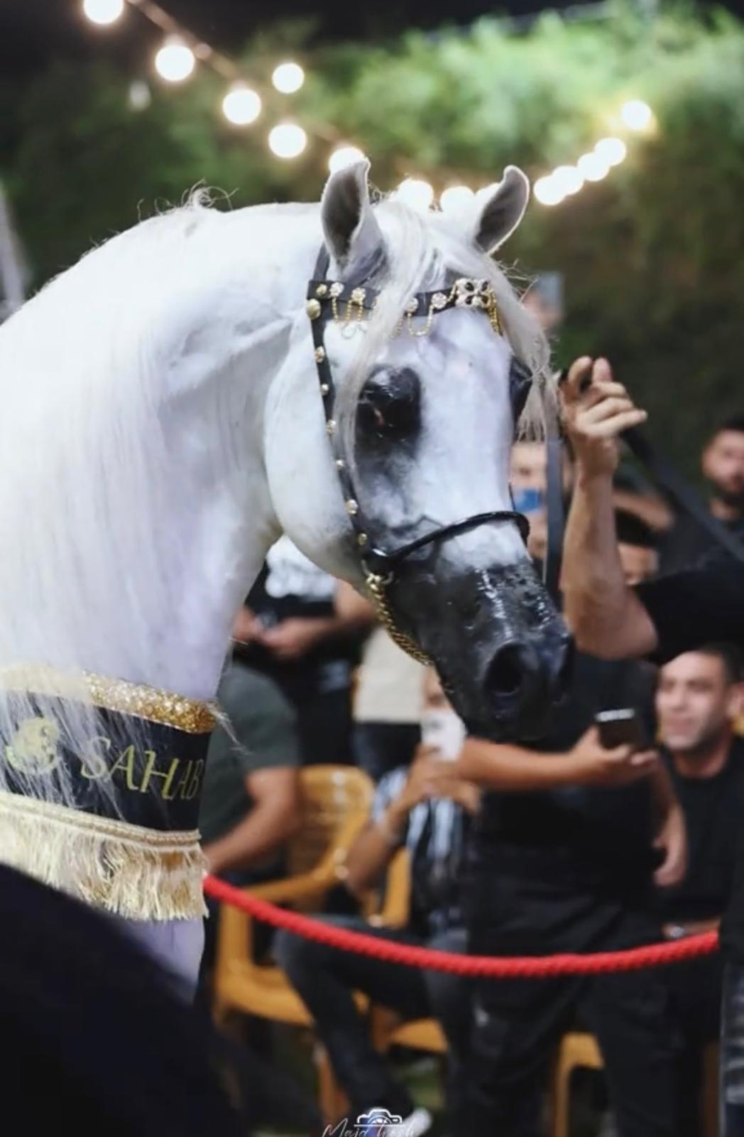 رشمة عروض - صورة 2