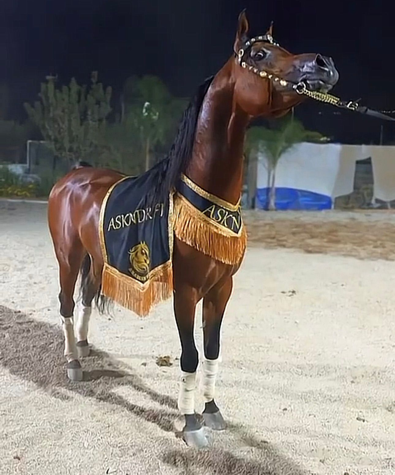 شلال عروض رقبة زاوية (٧) - صورة 4