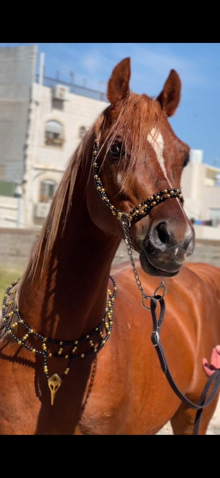 طقم جمال فاخر أسود وذهبي (بدون سيالة)