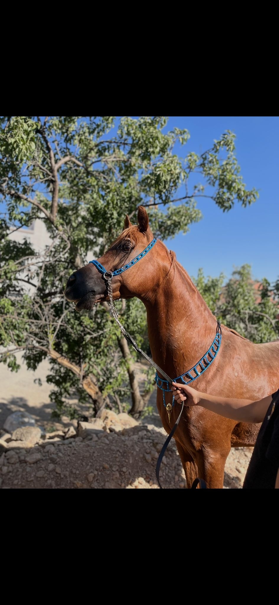 طقم جمال فاخر أزرق (بدون سيالة)
