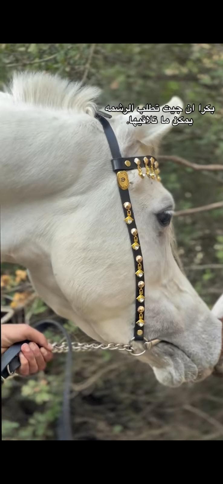 رشمة عروض