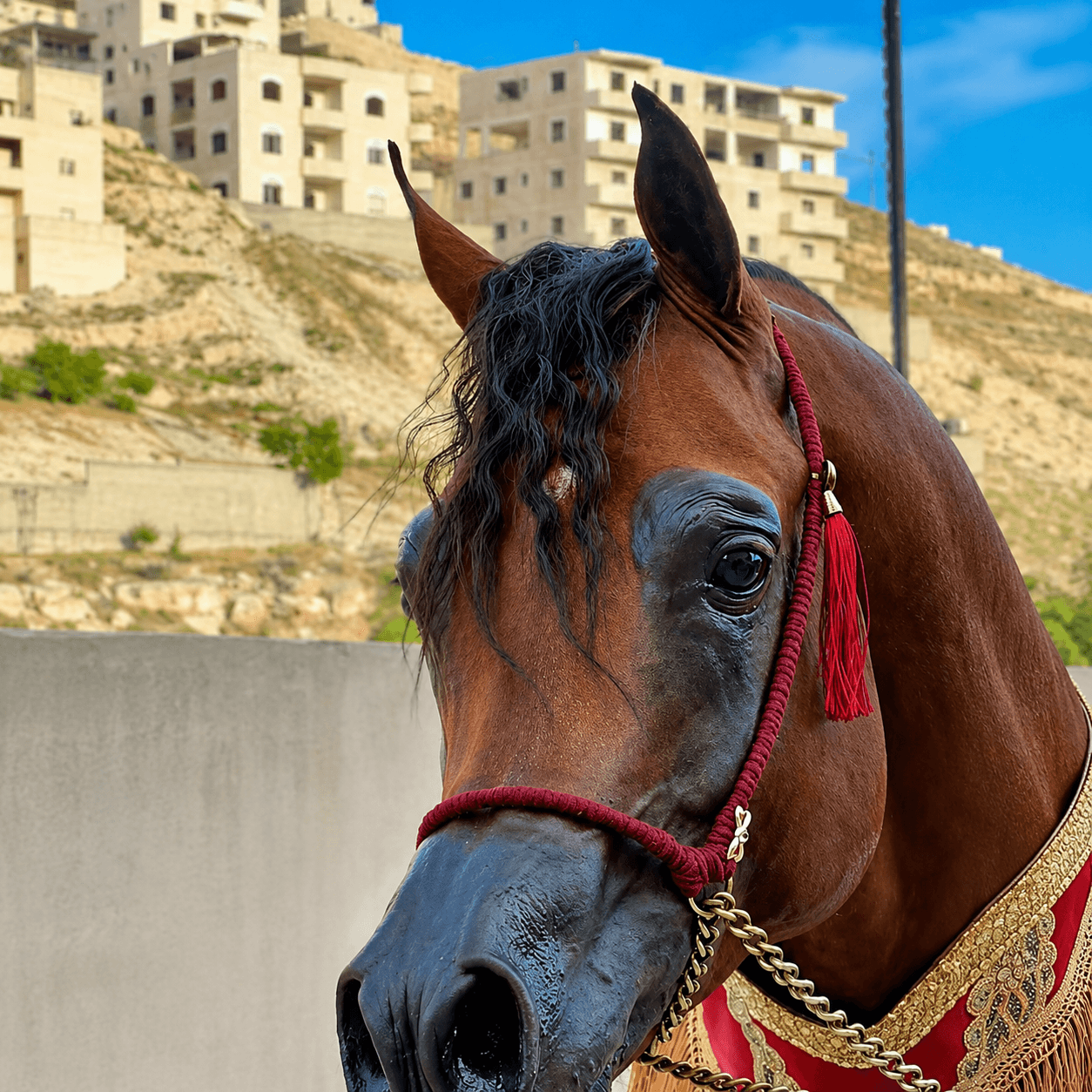رشمة عروض نسيج