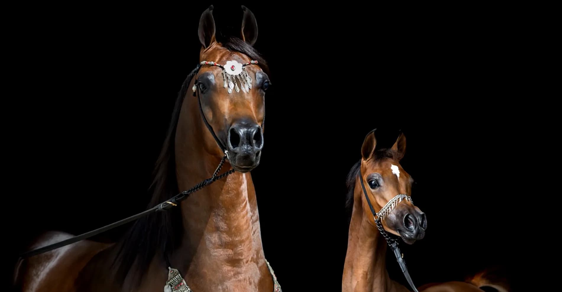 العربي الأصيل عنوانك للتمييز