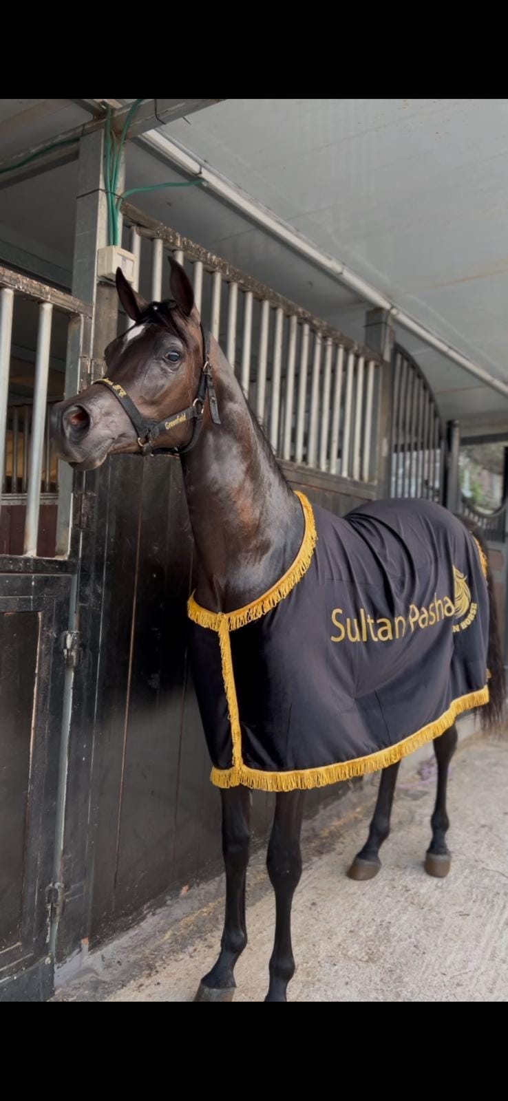 كوبان زينة صيفي