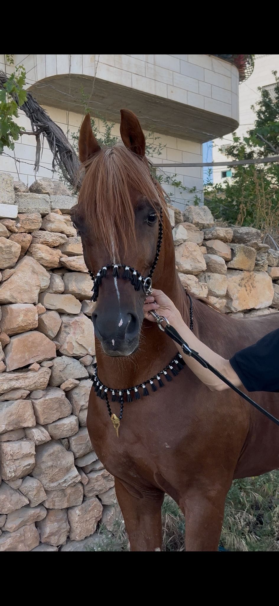 طقم جمال اسود بشناف