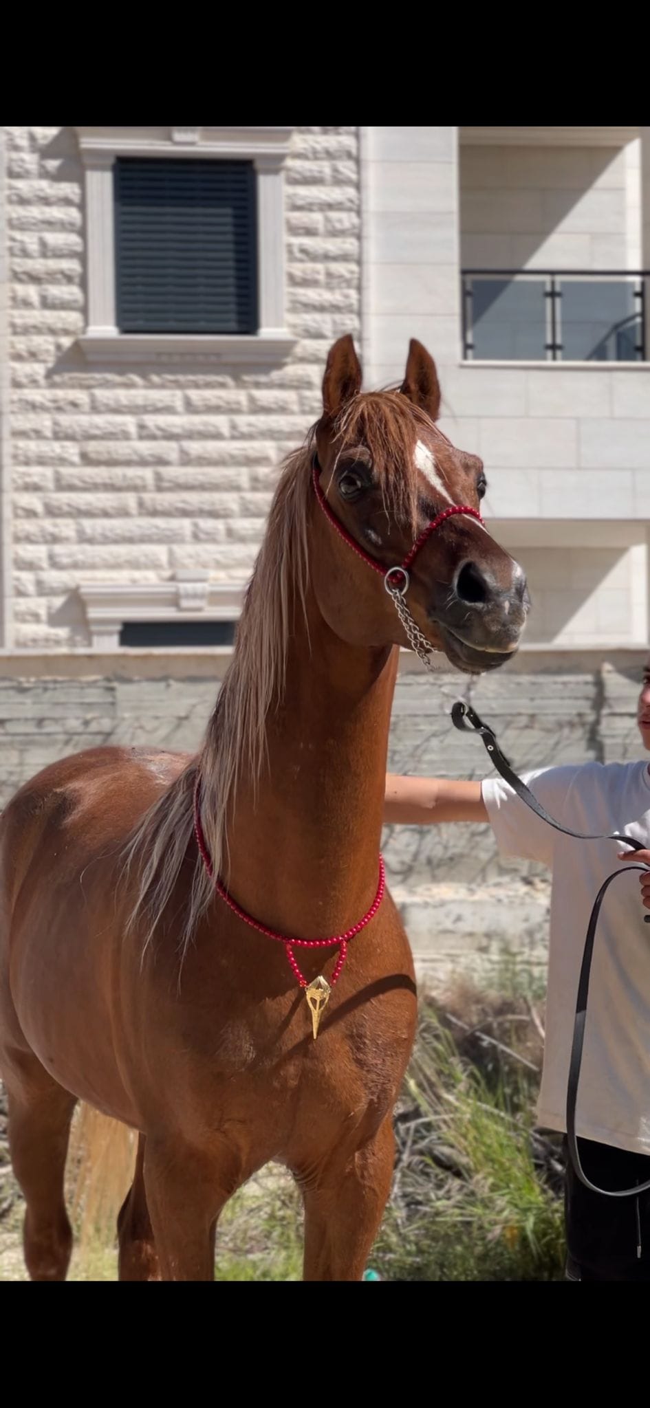 طقم جمال أحمر بدون شناف