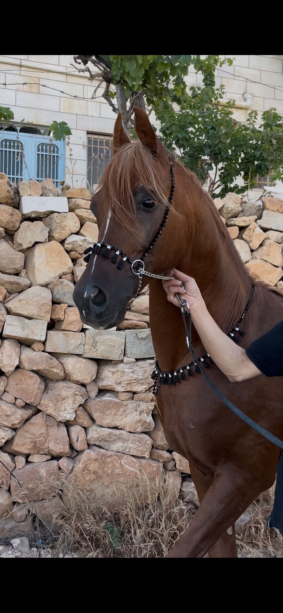 طقم جمال اسود بشناف
