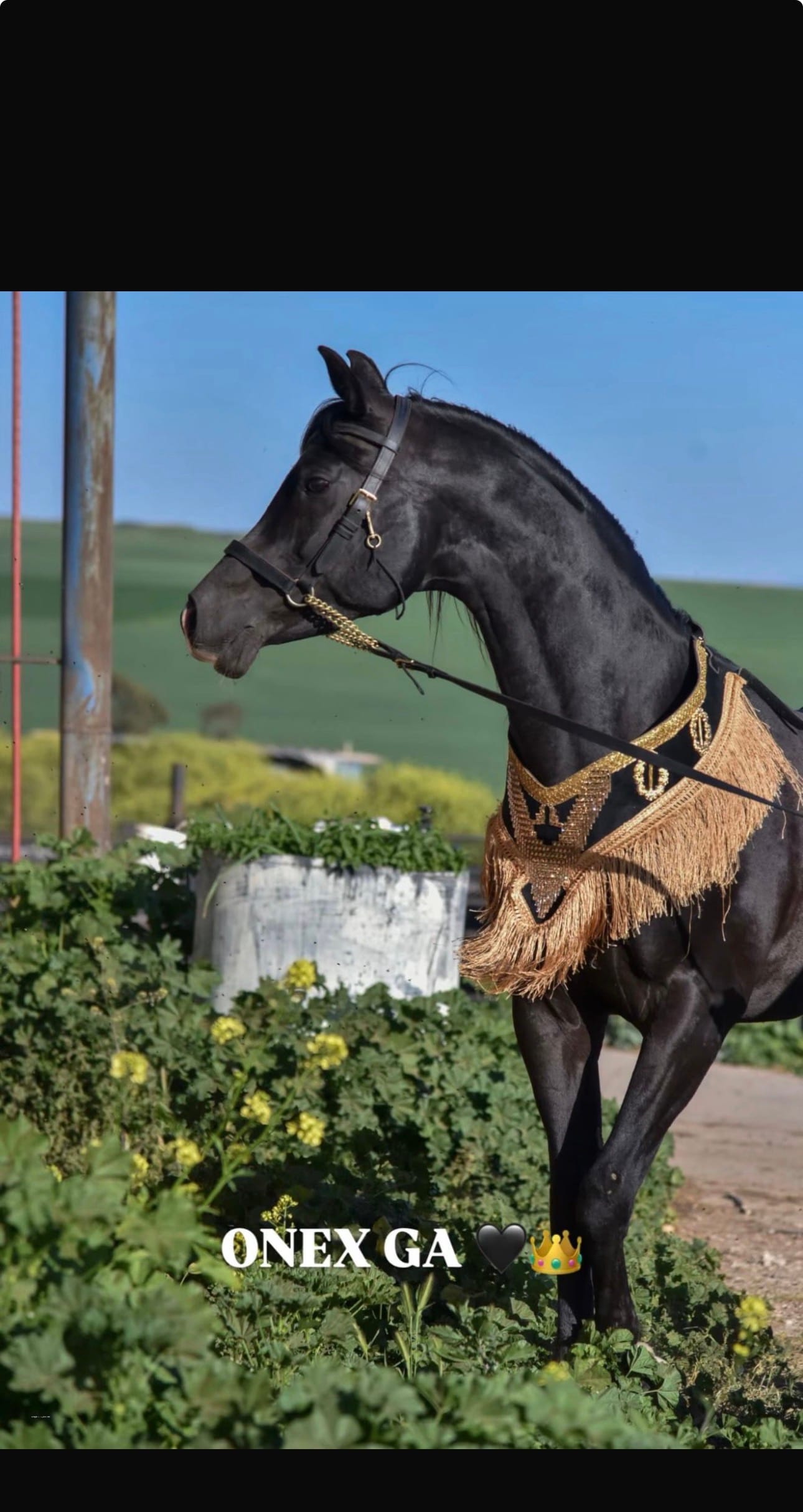 صداري الجمال (تتويج)
