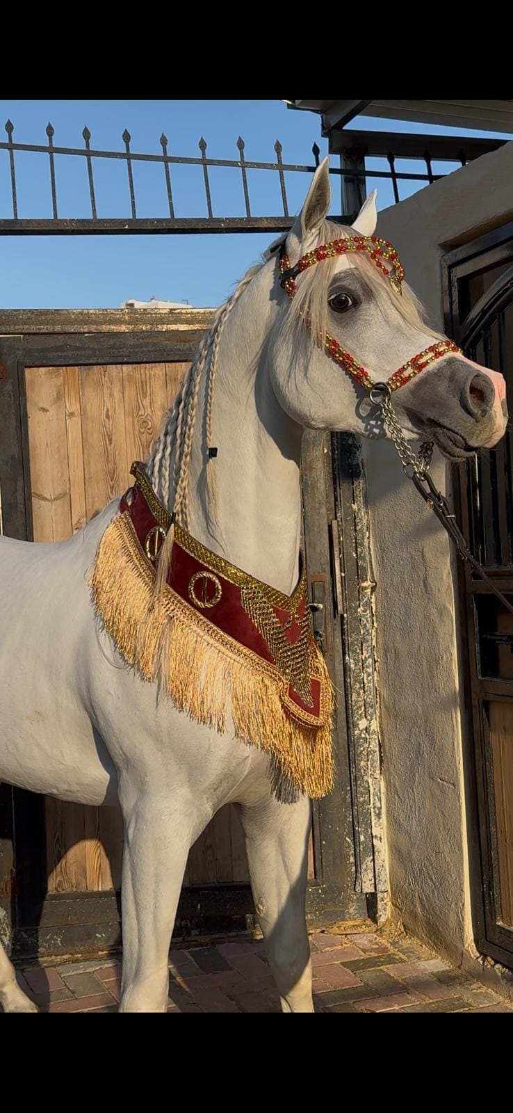 صداري الجمال (تتويج)