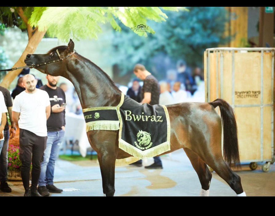 شلال عروض رقبة دائرية thumbnail 6