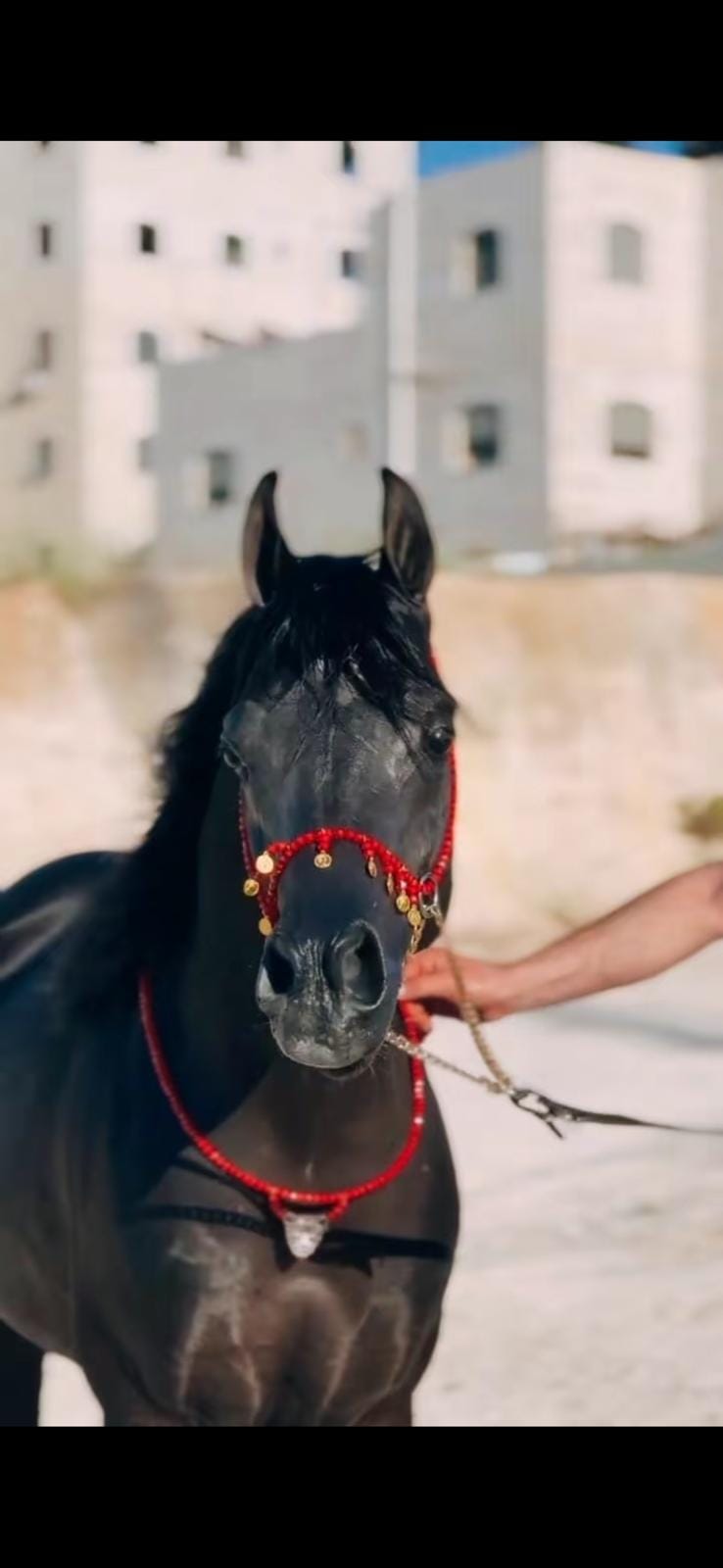 طقم جمال أحمر بشناف