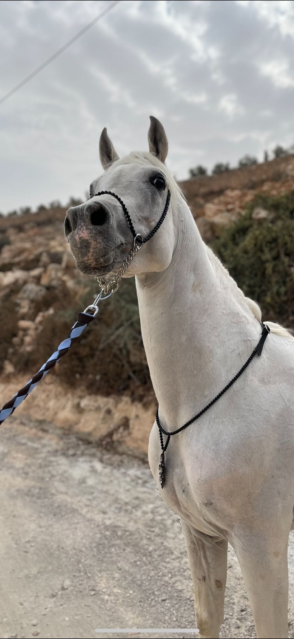 طقم جمال أسود بدون شناف