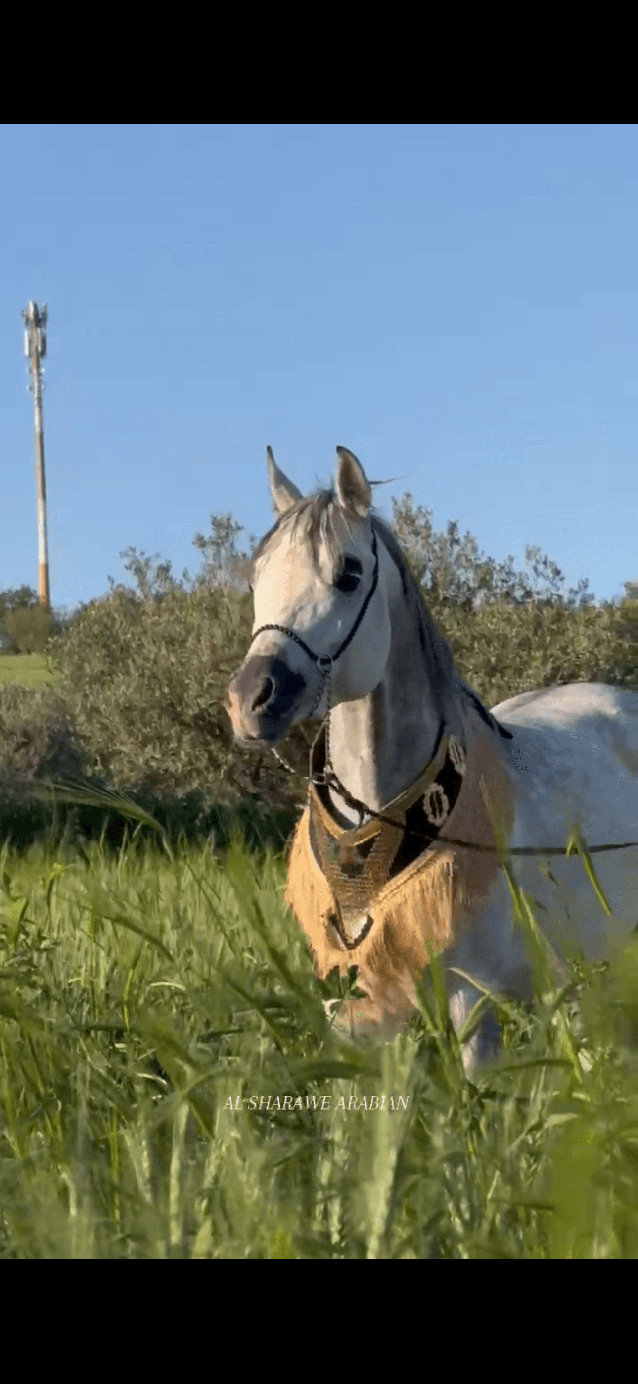 صداري الجمال (تتويج)