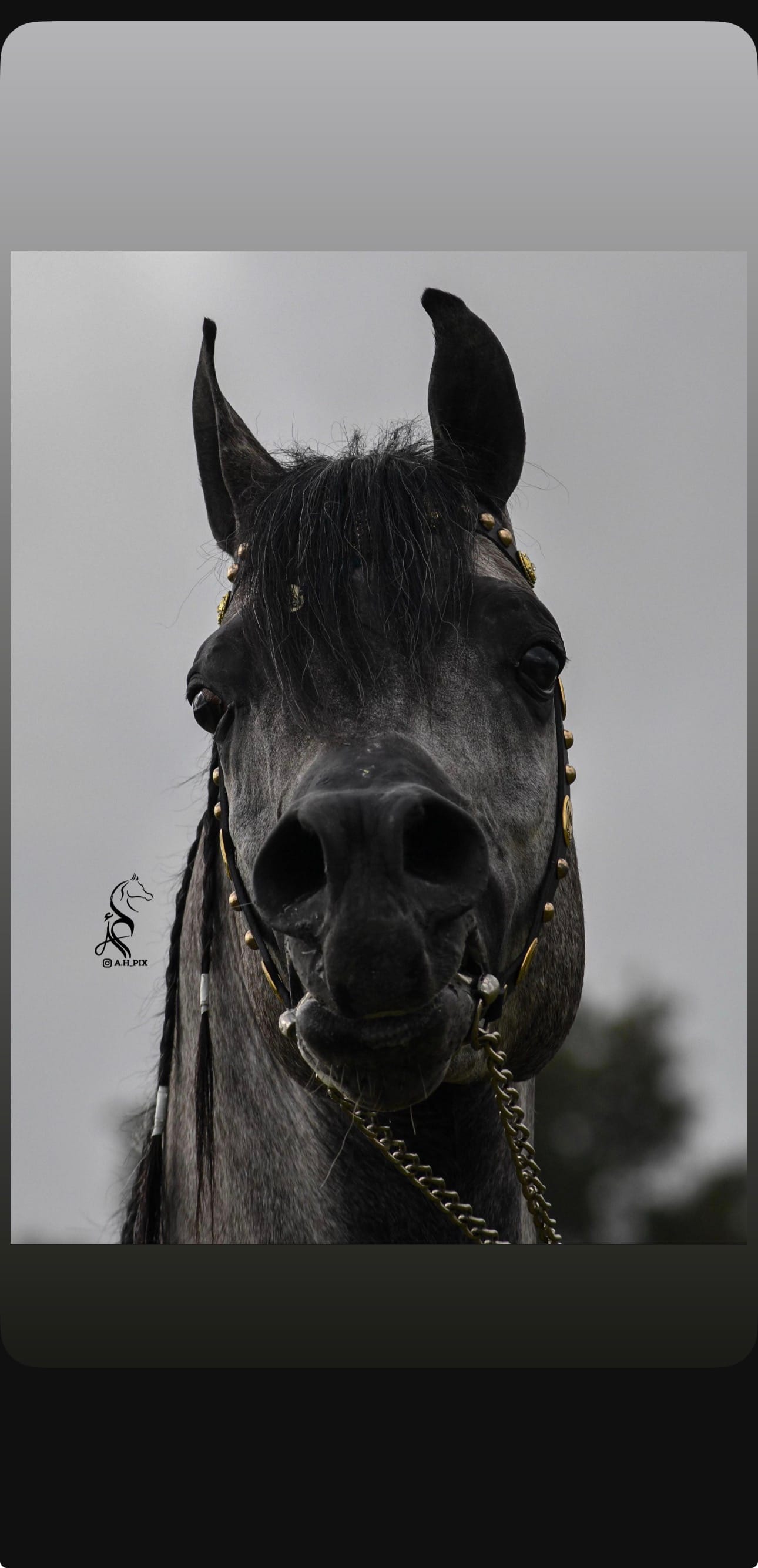 رشمة عروض thumbnail 4