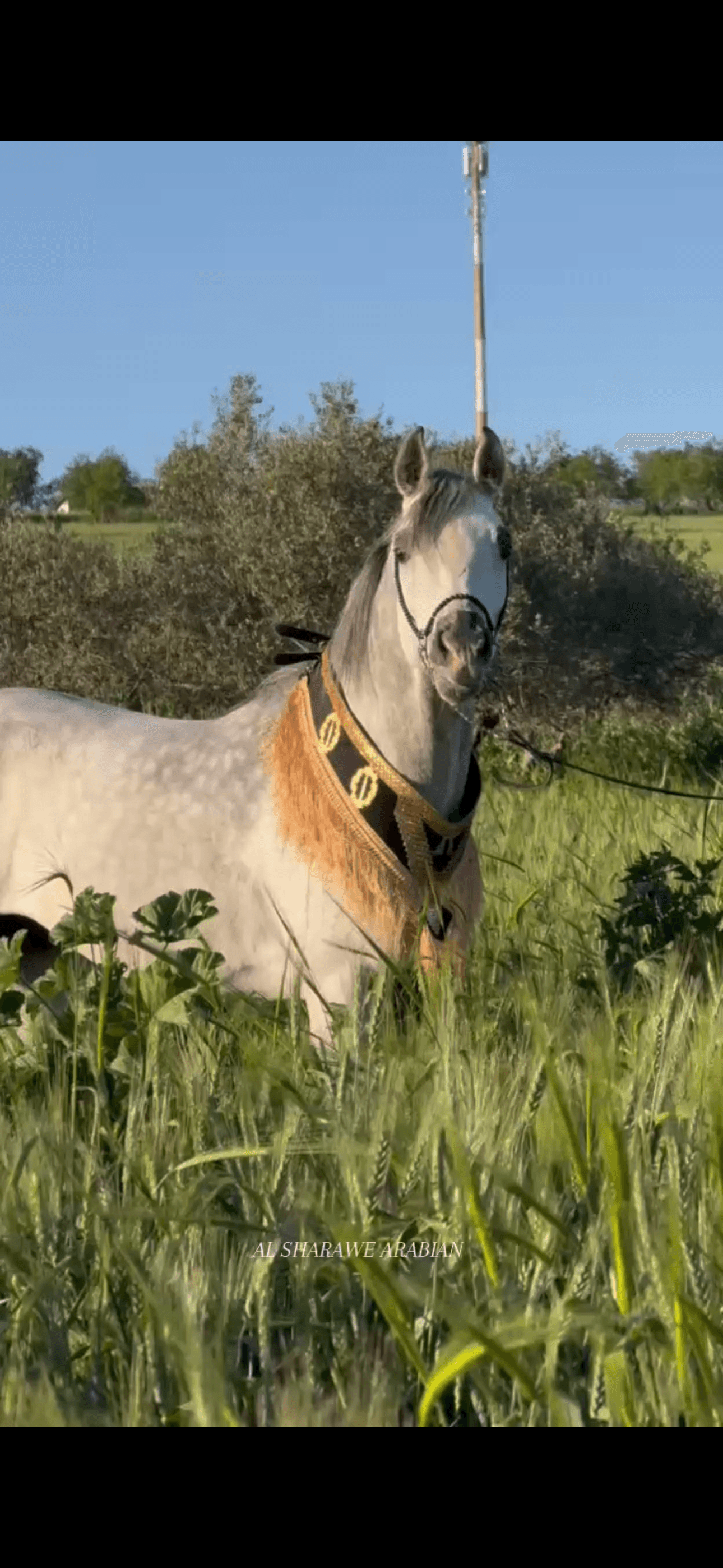 صداري الجمال (تتويج)