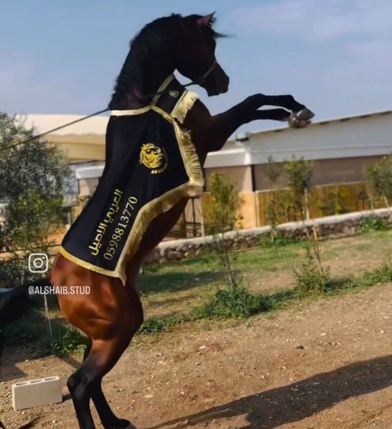 شلال عروض الجمال طويل thumbnail 2