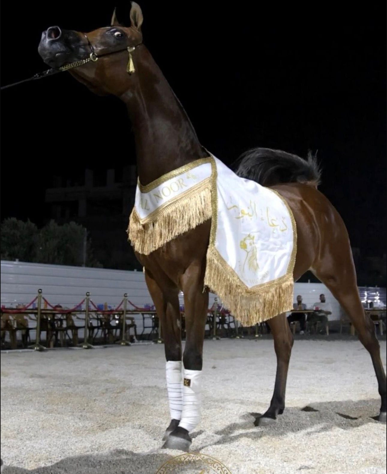 شلال عروض رقبة زاوية (٧) thumbnail 5