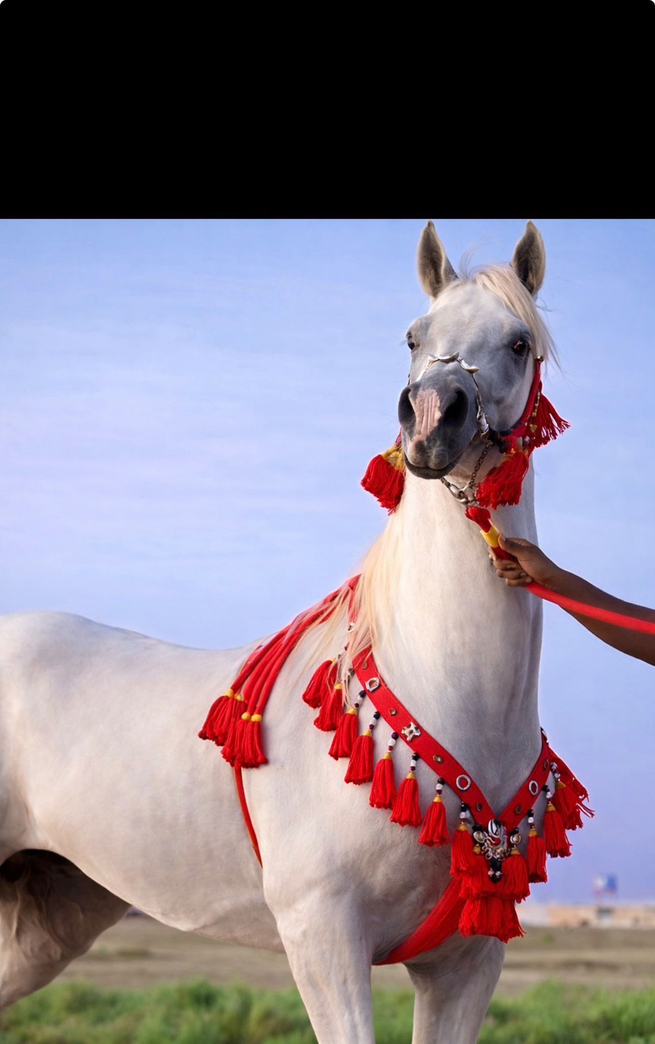 طقم صوف مصري