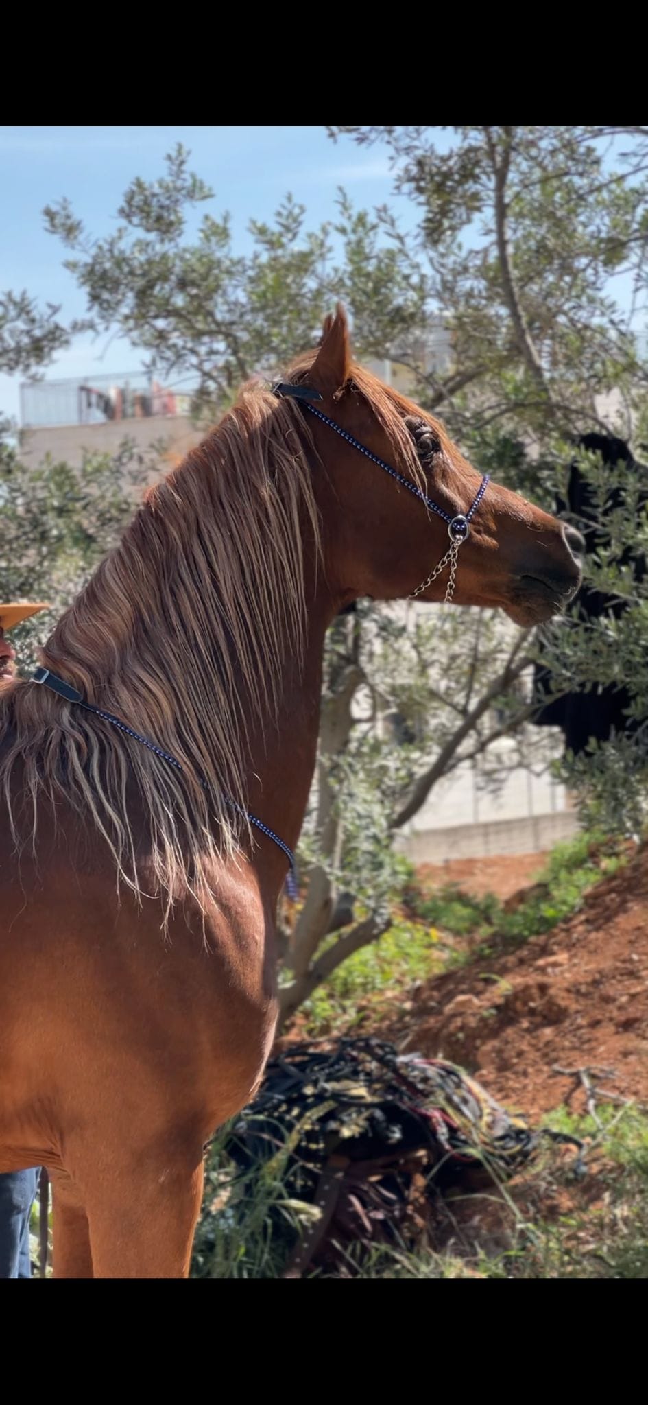 طقم جمال أزرق بدون شناف