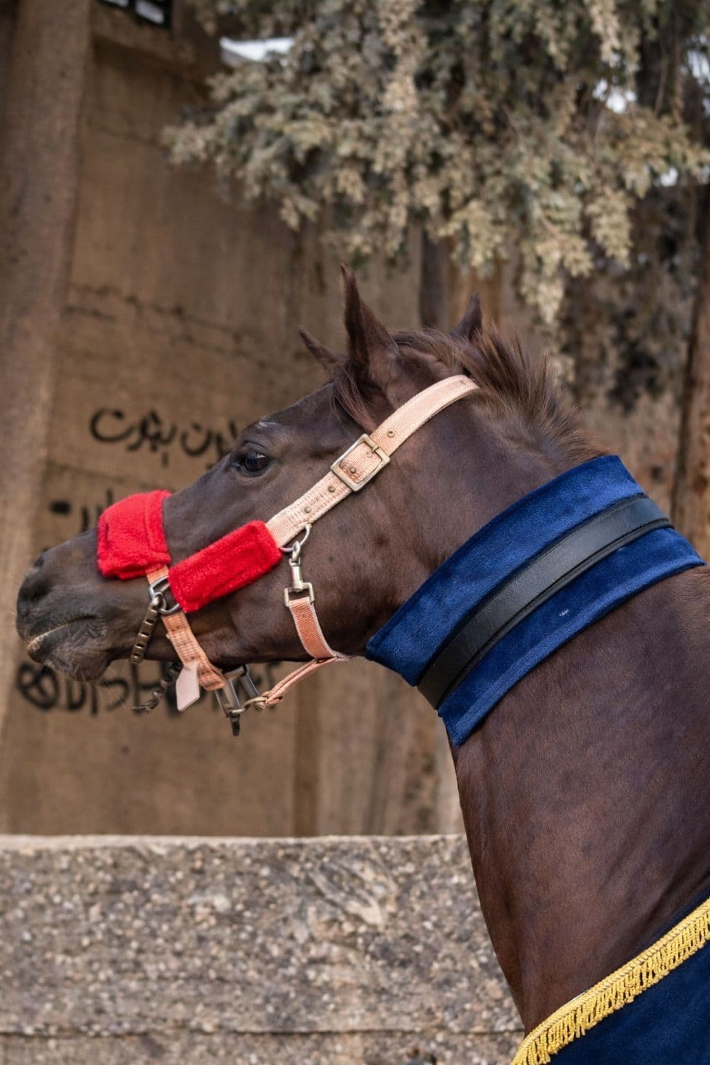 سويت الخيل